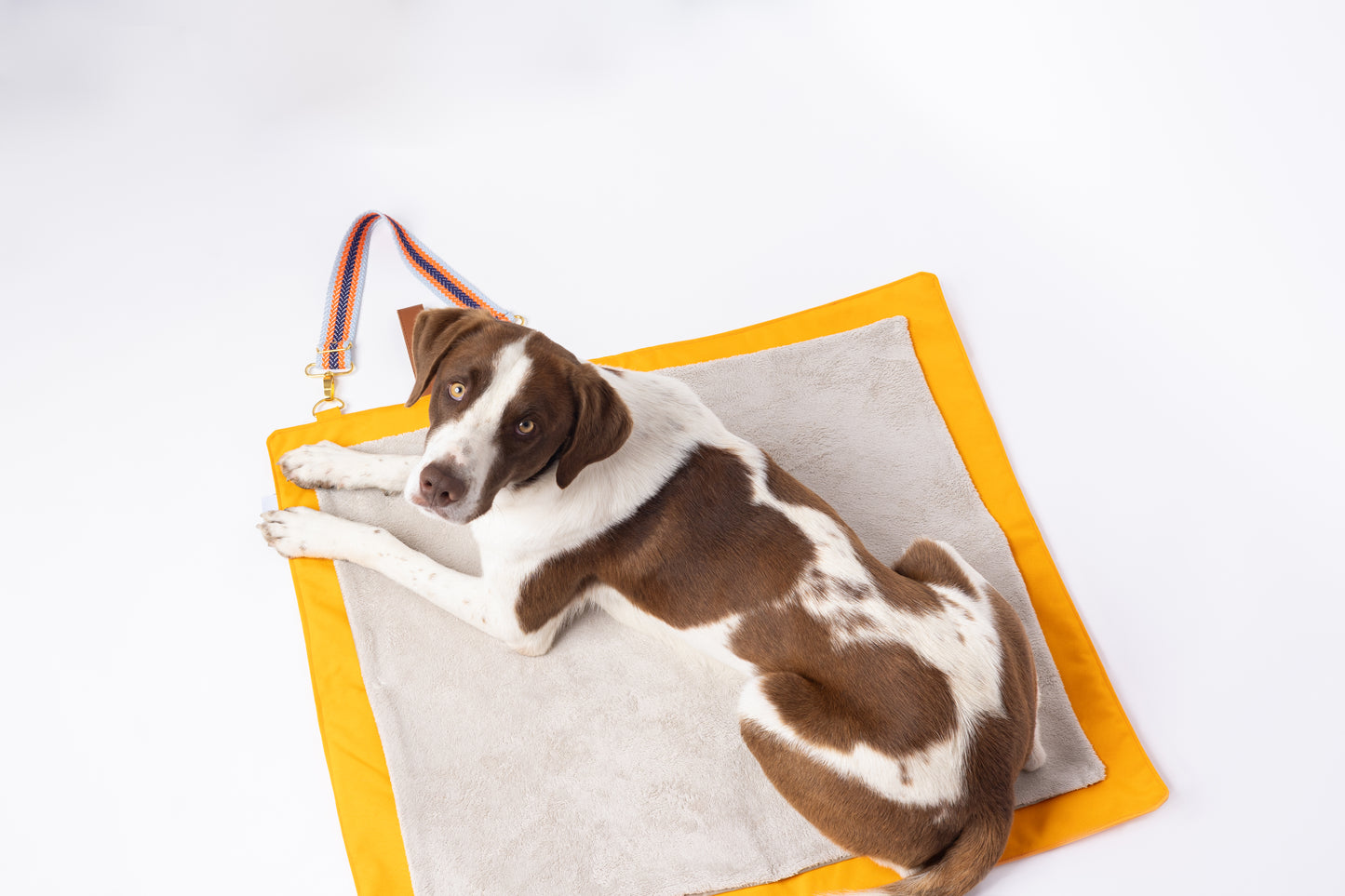 Cão de porte médio deitado sobre a manta de viagem Cosmopolitan laranja, totalmente aberta