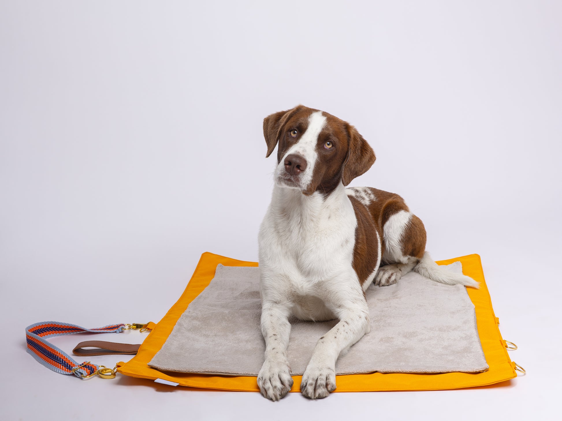 Cão de porte médio deitado sobre a manta de viagem Cosmopolitan laranja, totalmente aberta.