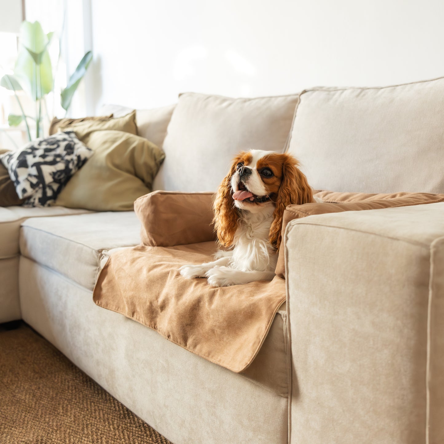 Halo - Cama & Protetor de Sofá